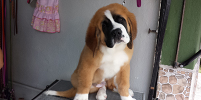 clinica veterinaria animal paradaise curso estetica canina