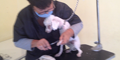 clinica veterinaria animal paradaise curso estetica canina